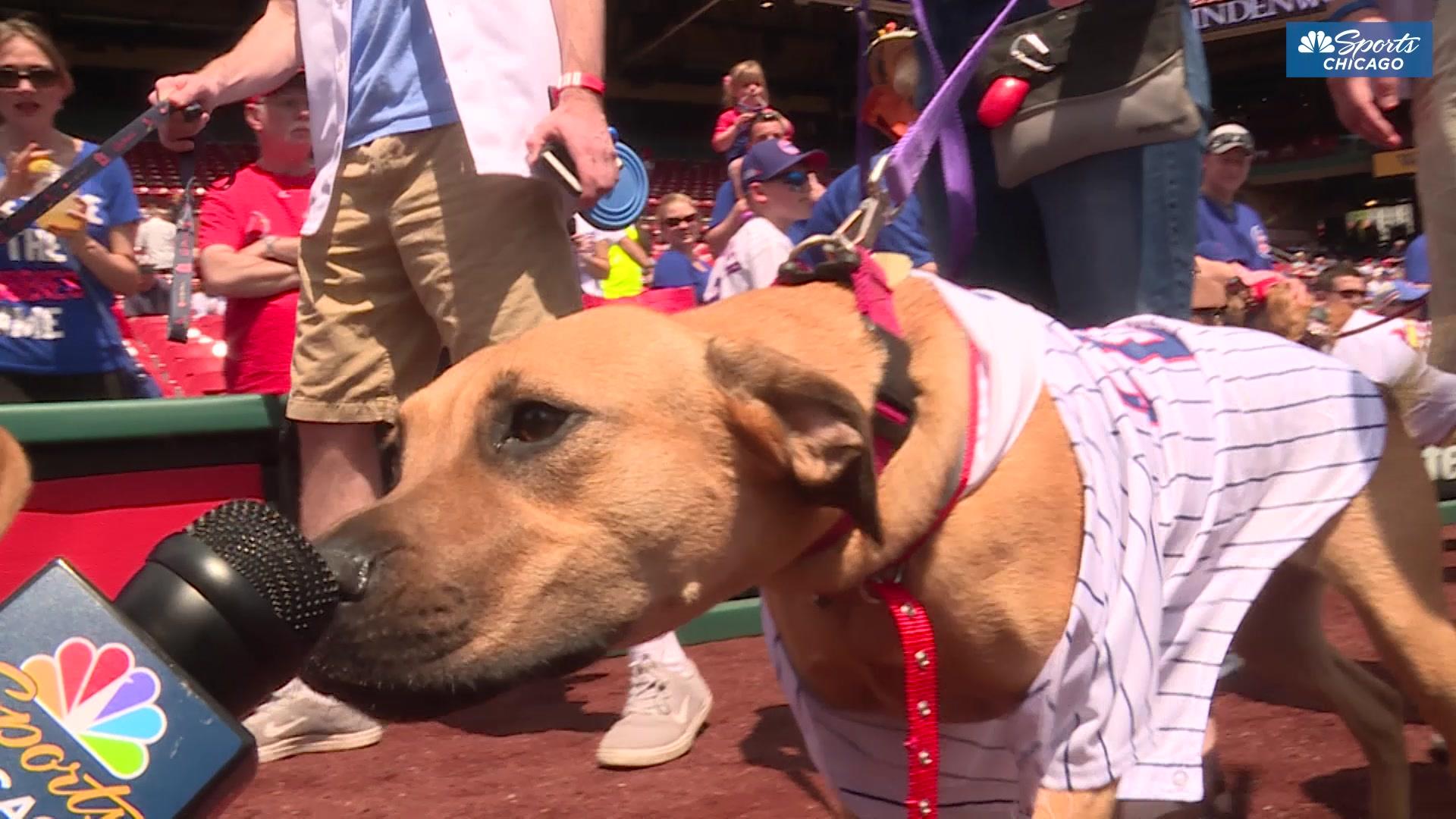 The Cubs Are Here to Provide You With Important Dog Content - Bleacher  Nation