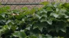 Ever wonder why Wrigley Field's outfield walls are adorned with ivy?