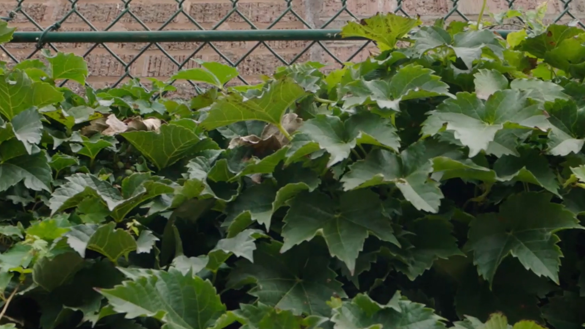 Dan Kolko takes a closer look at the ivy at Wrigley Field 