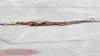 Why do Red Wings fans throw octopuses on the ice?